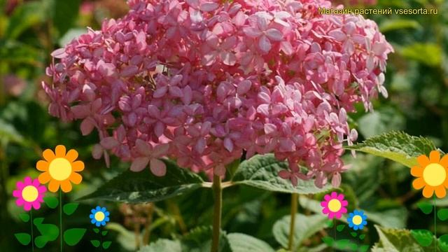 Гортензия древовидная Белла Анна. Краткий обзор, описание hydrangea arborescens Bella Anna смотреть онлайн