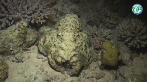 Удивительный подводный мир океана причудливые морские создания на дне океана