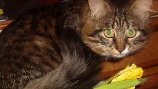 Горностай - Песня Алисы смотреть онлайн