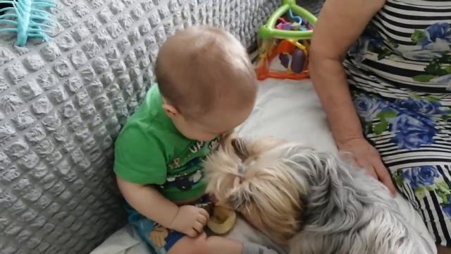 Поделись с другом ??? #тотошка #собака #песик #йорк #йоркширскийтерьер #друг #пп смотреть онлайн