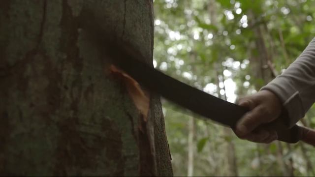 Как получают эфирное масла Копайбы