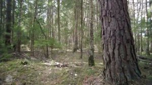 hidden trail   #russia #dji #forest #nature