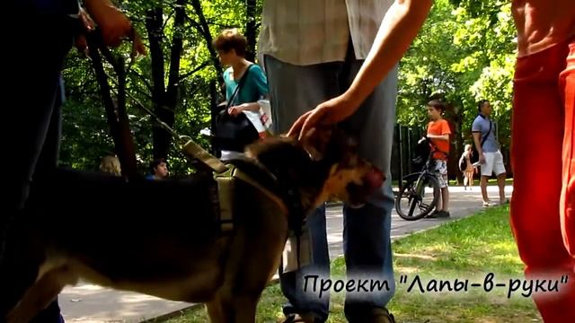 А ваши руки взяли лапы? смотреть онлайн