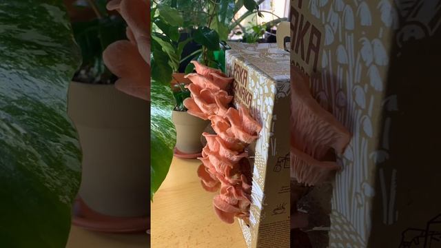 рост грибов, инстаграм: kirgisska #гриби #грибы #вешенки #таймлапс #растения смотреть онлайн