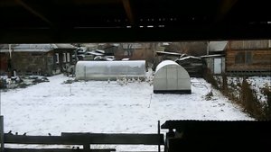 Гуси ,выгодно или нет . Рассуждение ....