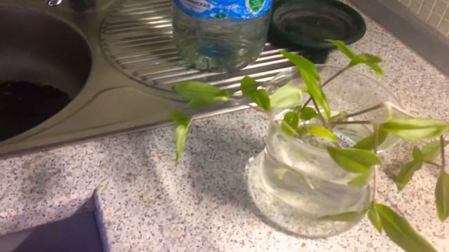 Традесканция зимой 12 декабря 2019 г.