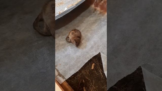 как нельзя делать полу в каркасном доме, влага, мыши в утеплителе. смотреть онлайн