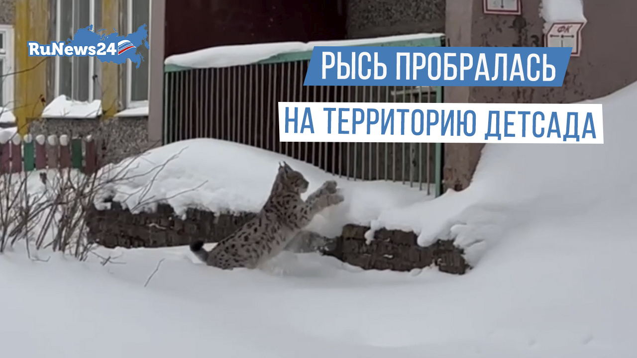В городе Череповец Вологодской области рысь залезла на территорию детсада смотреть онлайн