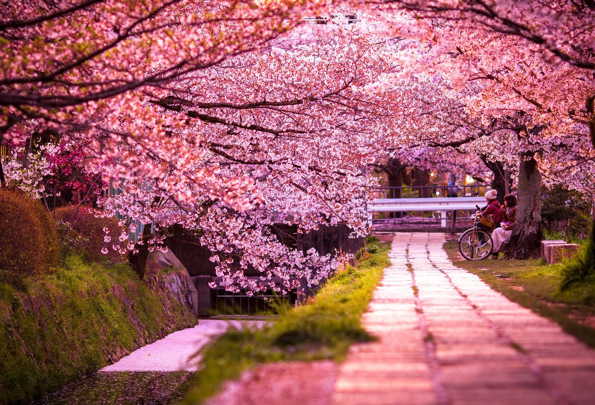 цветение сакуры в японии красивые