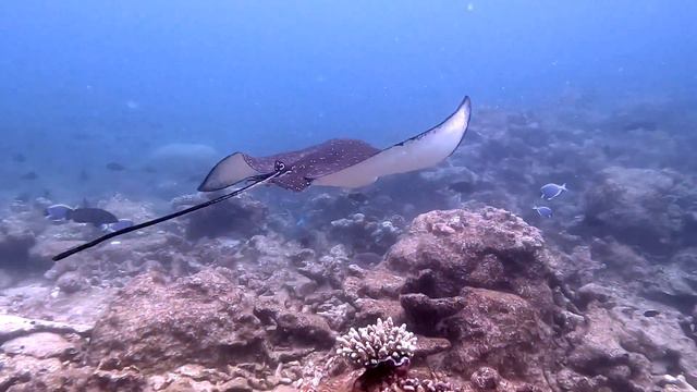 Eagle ray - Maldives - Addu Atoll - Gan