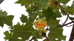 Гимн Ахтубинска