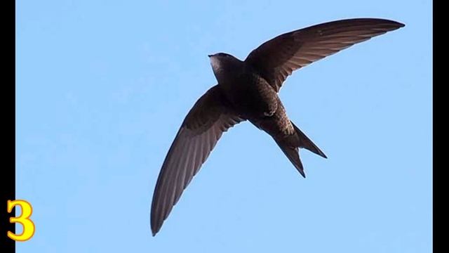 ТОП 5 САМЫХ БЫСТРЫХ ПТИЦ В МИРЕ !!!, смотреть онлайн