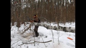Заготовка валежника в экопоселении