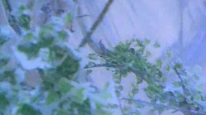 Натали-Снежная Роза