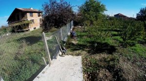 Ligustrum planting (timelapse)