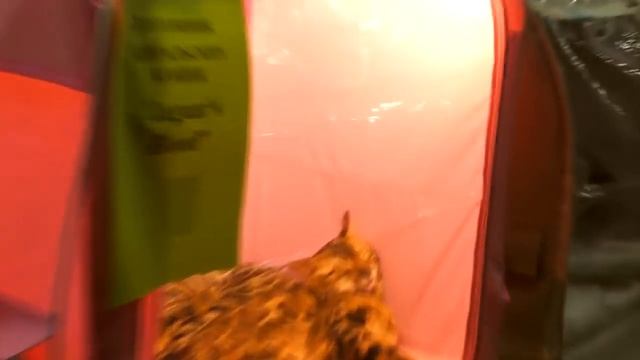 КРОЛИК БАФФИ. Даня едет на выставку котов искать Кролика Баффи. Желейный медведь в шоке смотреть онлайн