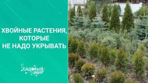 Хвойные растения для сада, которые не надо укрывать