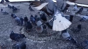 Голуби в городе.