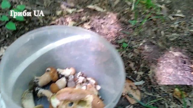 Білі Гриби. Справжні Білі Гриби Карпат. Белые грибы 2023. Grzyby 2023. Гриби 2023 смотреть онлайн