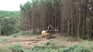 Автоматический вальщик леса