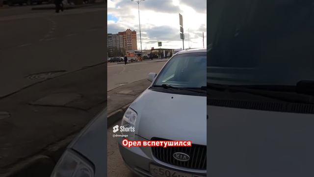 Взлет и падение вспетушеного орла… часть 1 #drongogo #дорожныевойны