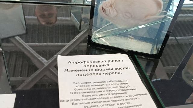 Соликамск, выставка