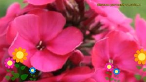 Флокс метельчатый Юник Олд Чериз. Краткий обзор, описание phlox paniculata Younique Old Cerise