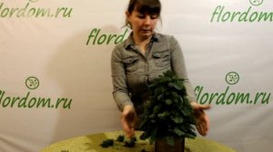 Делаем живую ёлочку из веток нобилиса.Мастер-класс.