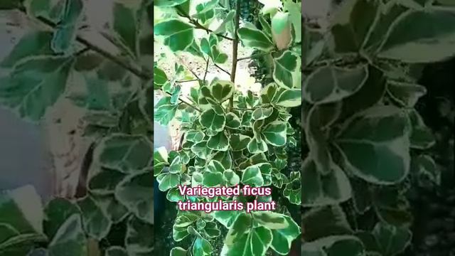 VARIEGATED FICUS TRIANGULARIS PLANT