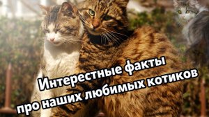 Котики - наши любимые питомцы. Интересные факты о которых вы не знали.