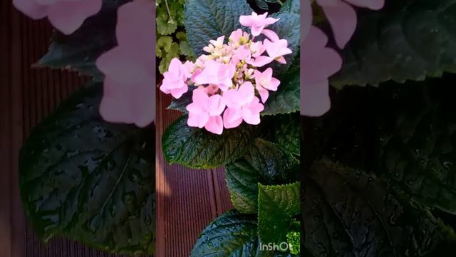 Доппио Роза начало роспуска 🌺😍