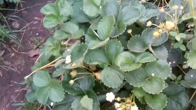 Клубника эви 2 Рем. смотреть онлайн