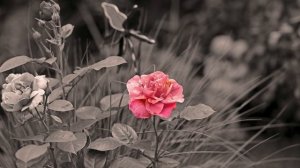 Надо ли обрезать розы на зиму?