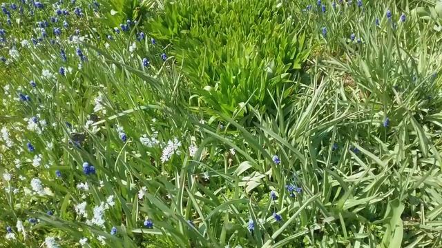 Гиацинты, мускари, примулы, нарциссы. Начало цветения в Подмосковье. смотреть онлайн