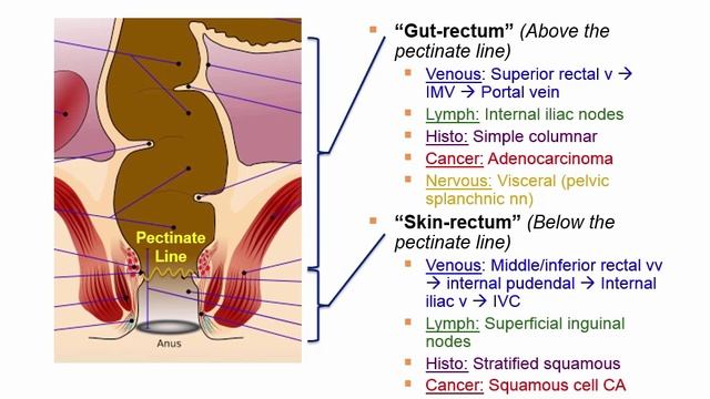 USMLE RX - 4.Желудочно-кишечный тракт - 1.Анатомия - 12.Пектинатная (зубчатая) линия (анорект-й.обл)