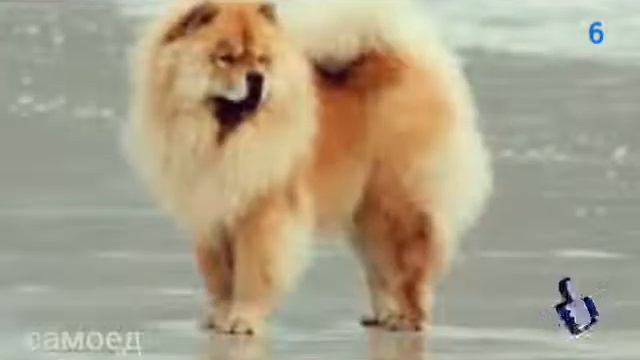 ТОП 10 САМЫХ УМНЫХ ПОРОД СОБАК смотреть онлайн