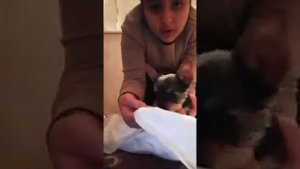 советы как приучить щенка йорка к пеленке