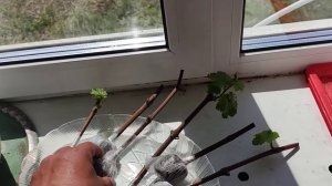 Я в шоке!!! Необычайно живучий виноград! Укоренение черенков.