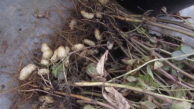 Выращивание арахиса. Все подробно расскажу!Урожай отличный! смотреть онлайн