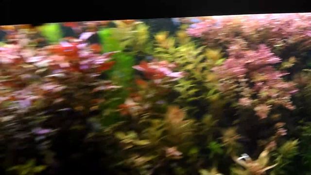 Rival MAX Spectral 150 смотреть онлайн