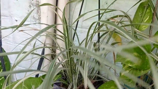 Hanging Plants ||Best 8+ Hanging Basket Plants 💴 money plants | Lucky plants | hanging garden ideas