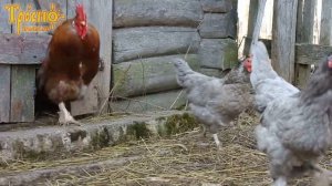 Куры выходят из курятника