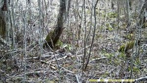 вальдшнеп на гнезде и сойка