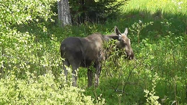 Лето. Лось в дикой природе.Summer. Elk in the wild. смотреть онлайн