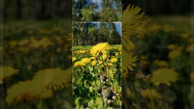 Я очень люблю фотографировать цветы.Мои фото за 2022 год.#цветы