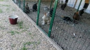 Породные куры в хозяйстве Светланы г.Абинск