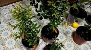 Плоды наших трудов. Комнатные растения с плодами. Пробуем кариссу.