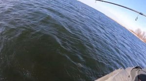 Трофейные  окуня на  CRAZY FISH Arion ASRE832LS 3-15