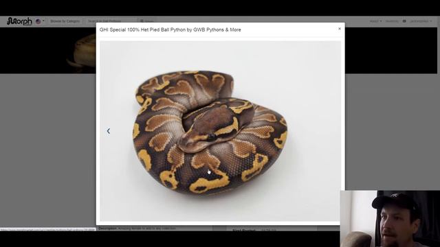 Special Ball Python Morph Combos | Jack's Reptiles