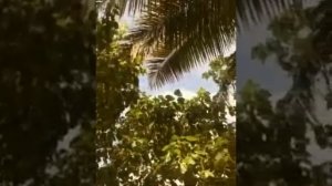 The village coconut island 5*| самый свежий отзыв! в Тайланд с тремя детьми